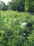 IMG_20150707_133101
