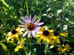IMG_20150707_133629