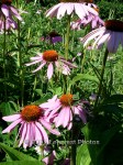 IMG_20150707_134239