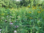 IMG_20150707_135538