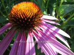 IMG_20150707_135956
