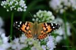 D70_4962A