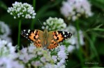 D70_4962ACr